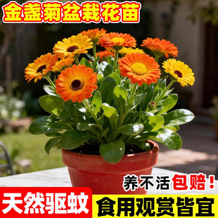 金盏花盆栽醒酒花种籽黄金盏花庭院花坛阳台室外可长生菊花苗盆栽