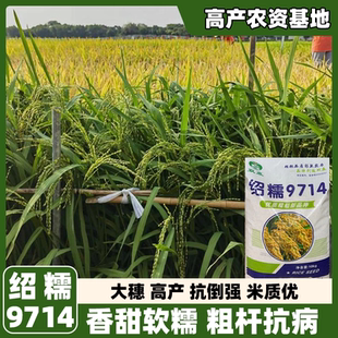 绍糯9714水稻种子香稻子珍珠米家用高产优质旱稻种籽东北大米糯米