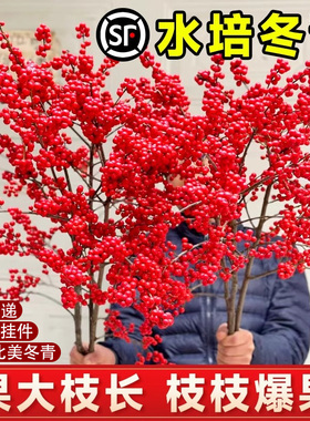 北美冬青红果盆栽绿植物真花水培鲜切枝一枝独秀室内水养年宵花卉