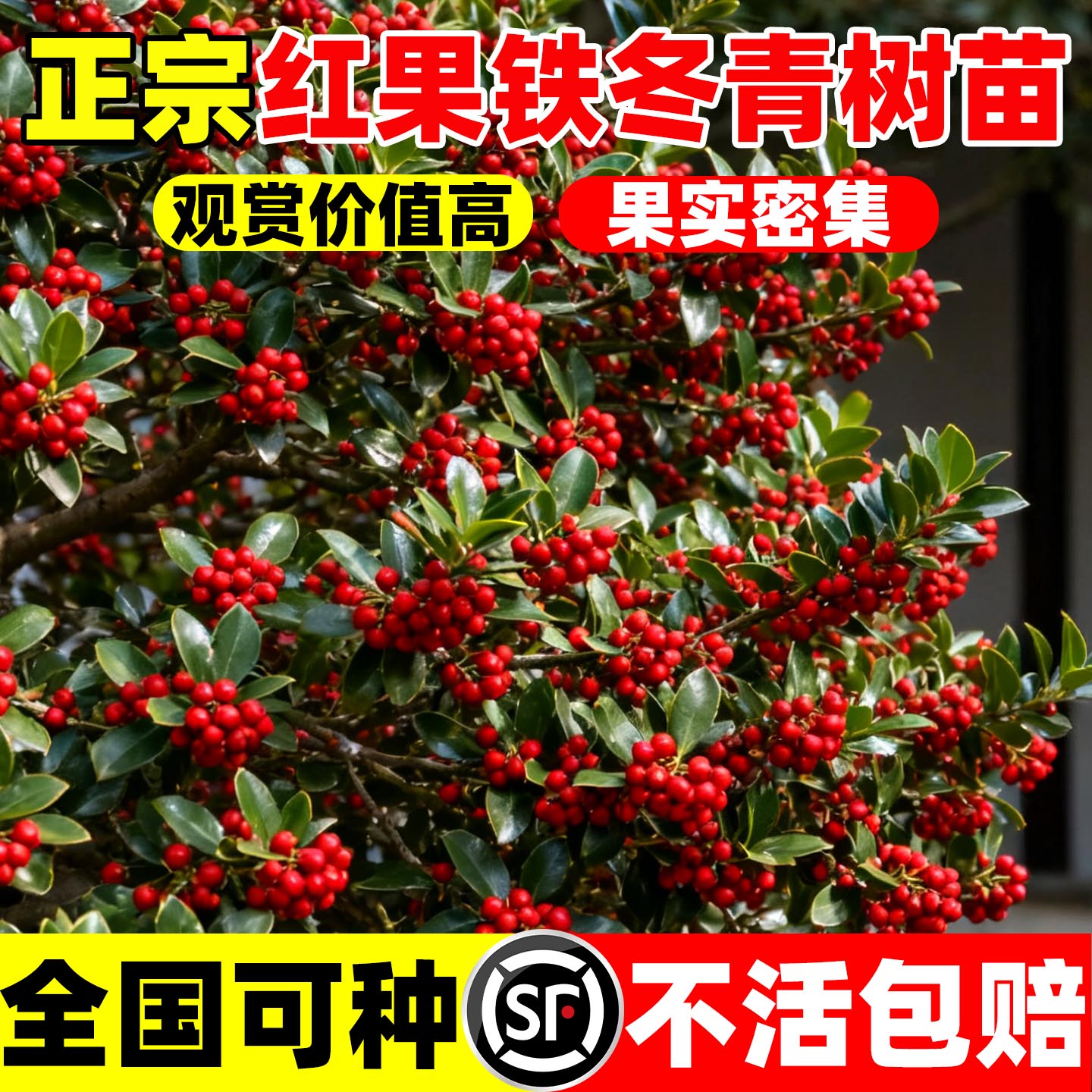 红果铁冬青树苗观赏树庭院绿化