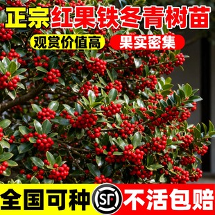红果铁冬青树苗观赏树庭院绿化耐寒果期长四季常青南北方可种树苗