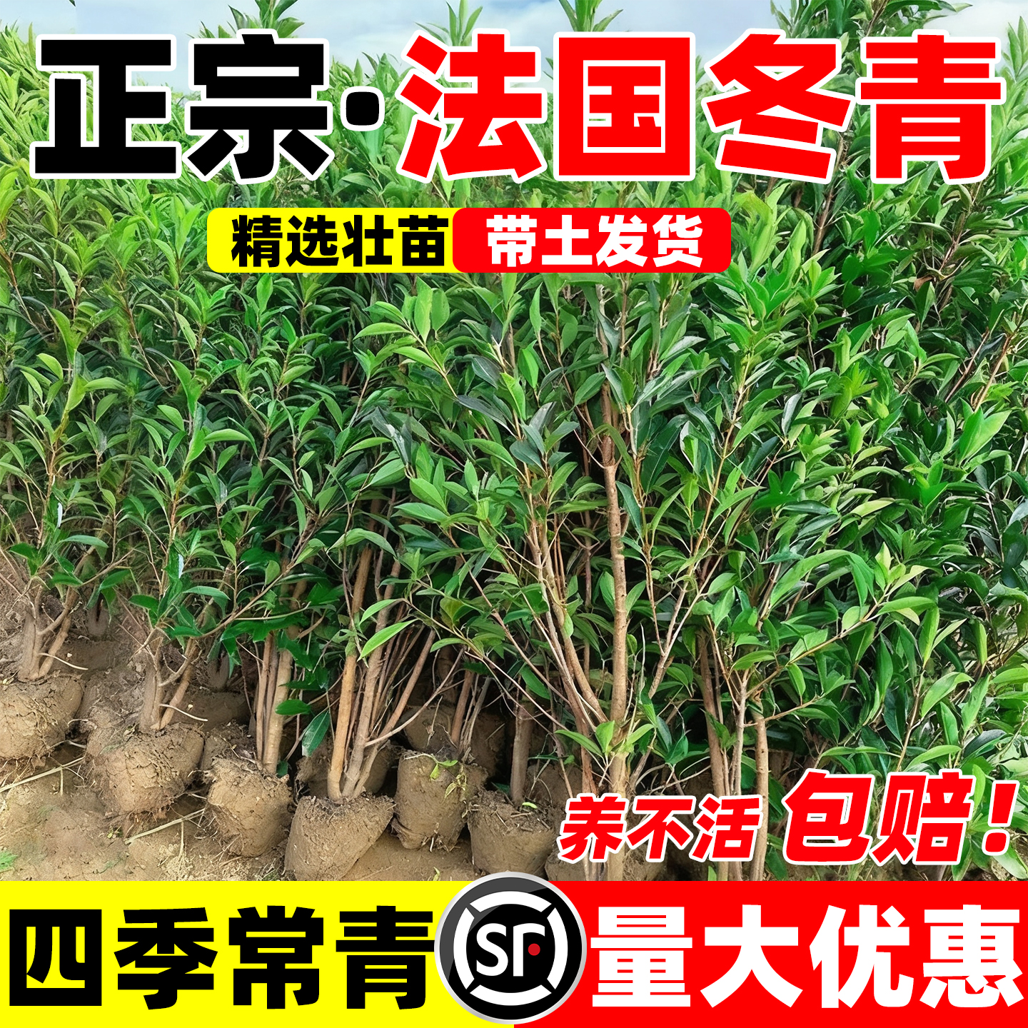 冬青树苗庭院耐寒法国冬青围墙