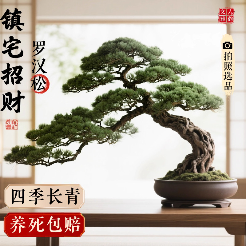 正宗罗汉松盆景迎客松真树盆栽小型老桩办公室内桌面四季好养绿植