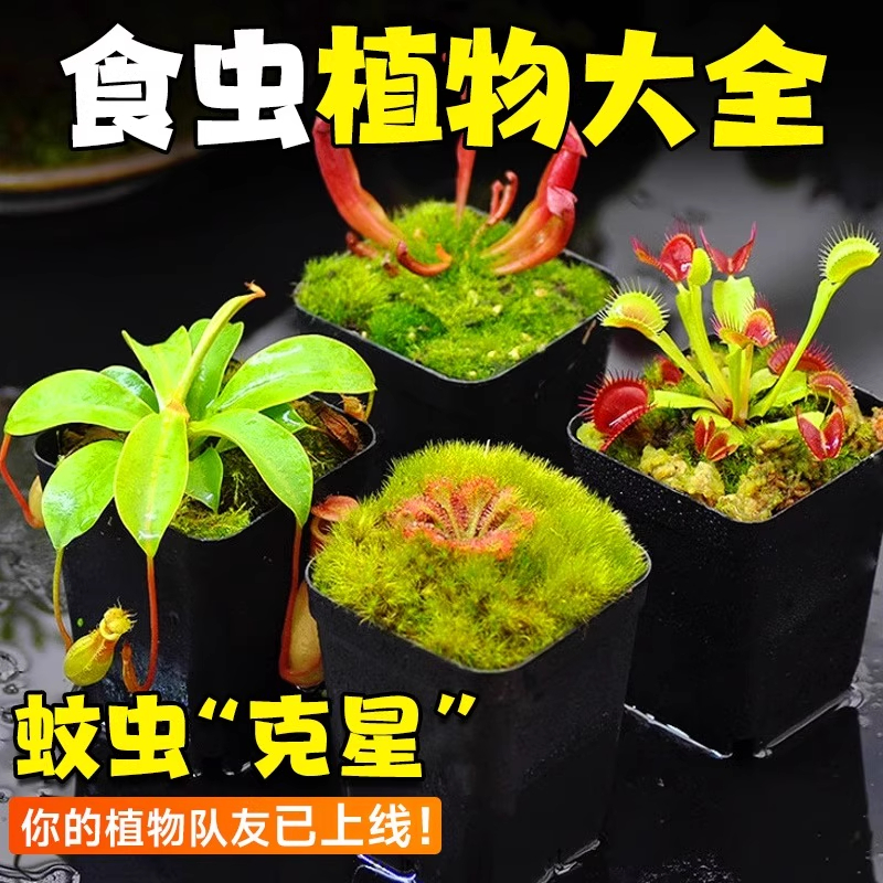 食虫植物盆栽食虫草食人花幼儿园