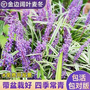 金边阔叶麦冬草苗宿根植物盆栽庭院绿化草坪造景绿植耐热耐寒玉龙