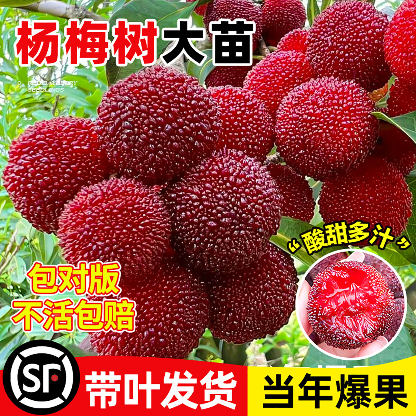 正宗东魁杨梅树苗带土带叶当年结果嫁接黑炭杨梅苗早熟杨梅树大苗