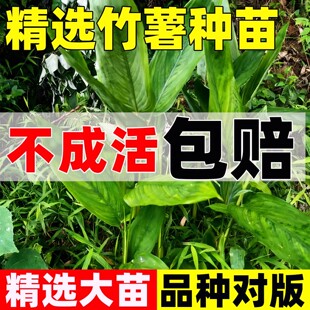 竹薯种苗新鲜种苗竹芋东京薯竹薯子竹薯冬薯冬笋苓薯节薯现挖现卖