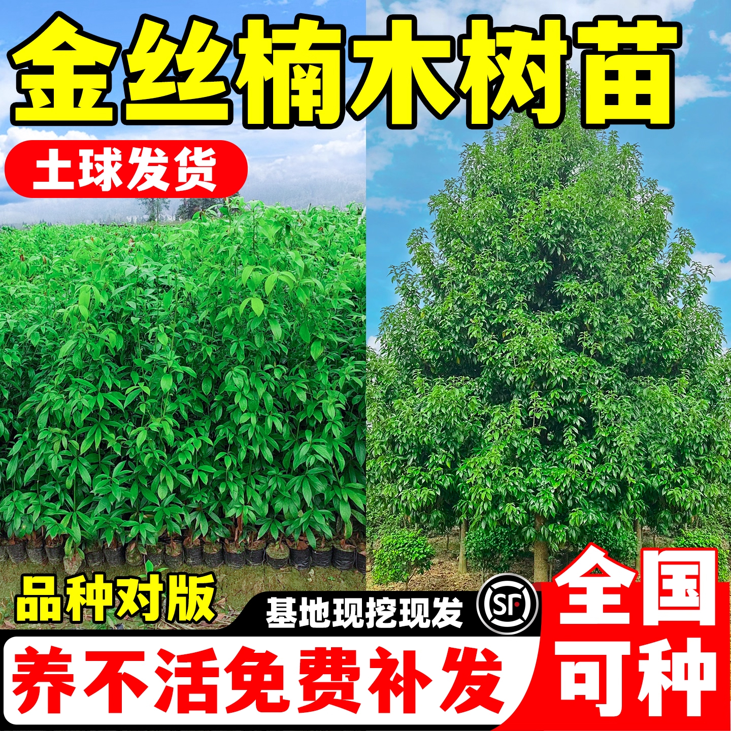 金丝楠木树苗名贵庭院地栽绿化大