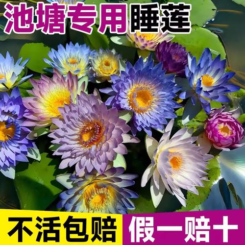 池塘专用睡莲水培植物带花苞四季