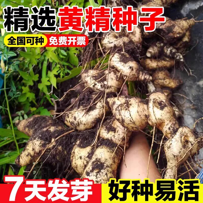黄精种子参黄精老虎姜新鲜黄精种籽子新采药材种籽云南滇黄精鸡头