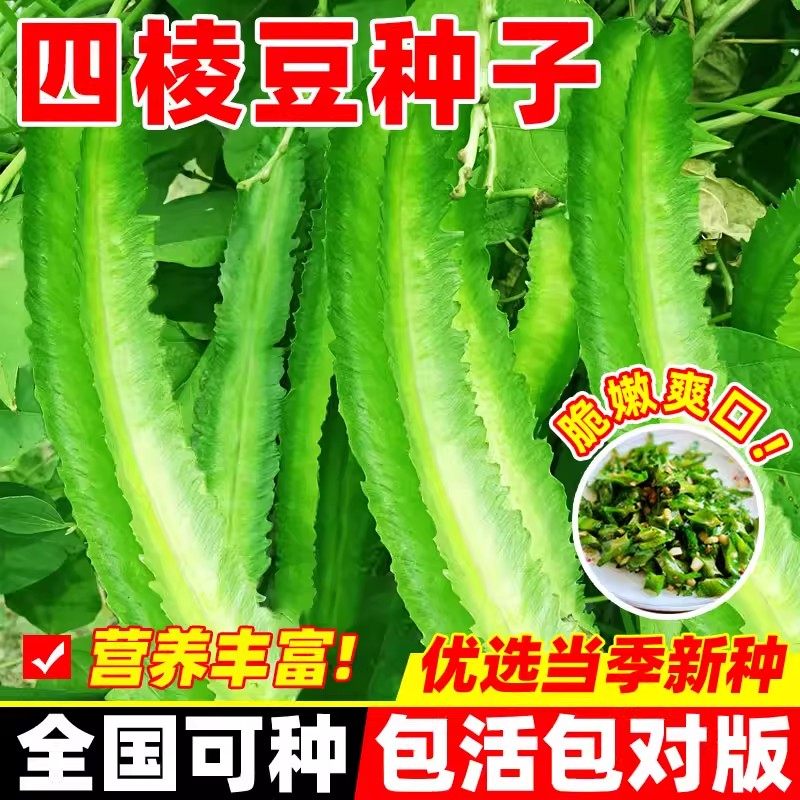 四棱豆种子四棱豆梅豆蔬菜种孑特长四棱豆角种籽四季菜园早熟高产,鲜花速递/花卉仿真/绿植园艺,家庭园艺种子,淘宝优惠券,粉丝福利购,淘宝优惠卷
