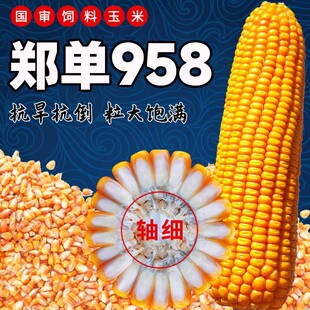 郑单958玉米种子大全杂交审定饲料农家四季蔬菜高产大田玉米种籽