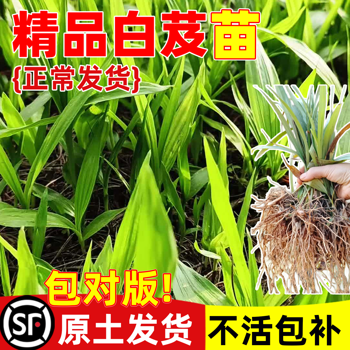 白芨种苗白芨带芽叶现采挖紫花