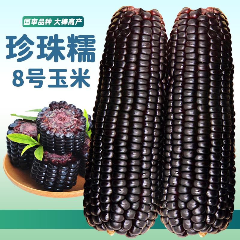 珍珠8号玉米种子黑甜糯种孑