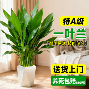 一叶兰水培植物盆栽四季常青室内办公室桌面大叶净化空气水养绿植