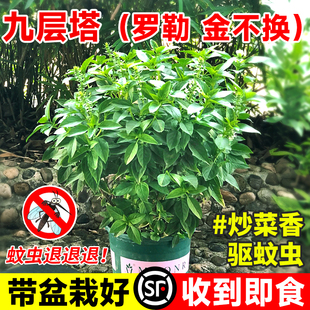 九层塔盆栽薄荷迷迭香料室内驱蚊植物可食用新鲜罗勒叶金不换大苗