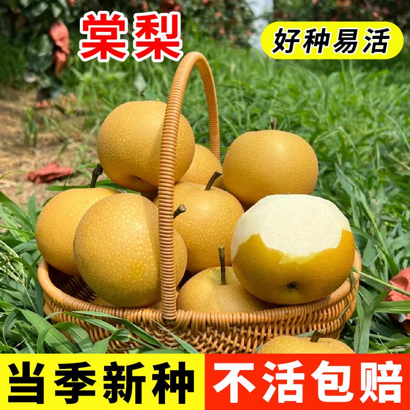棠梨种子林木种子四季播种杜梨种