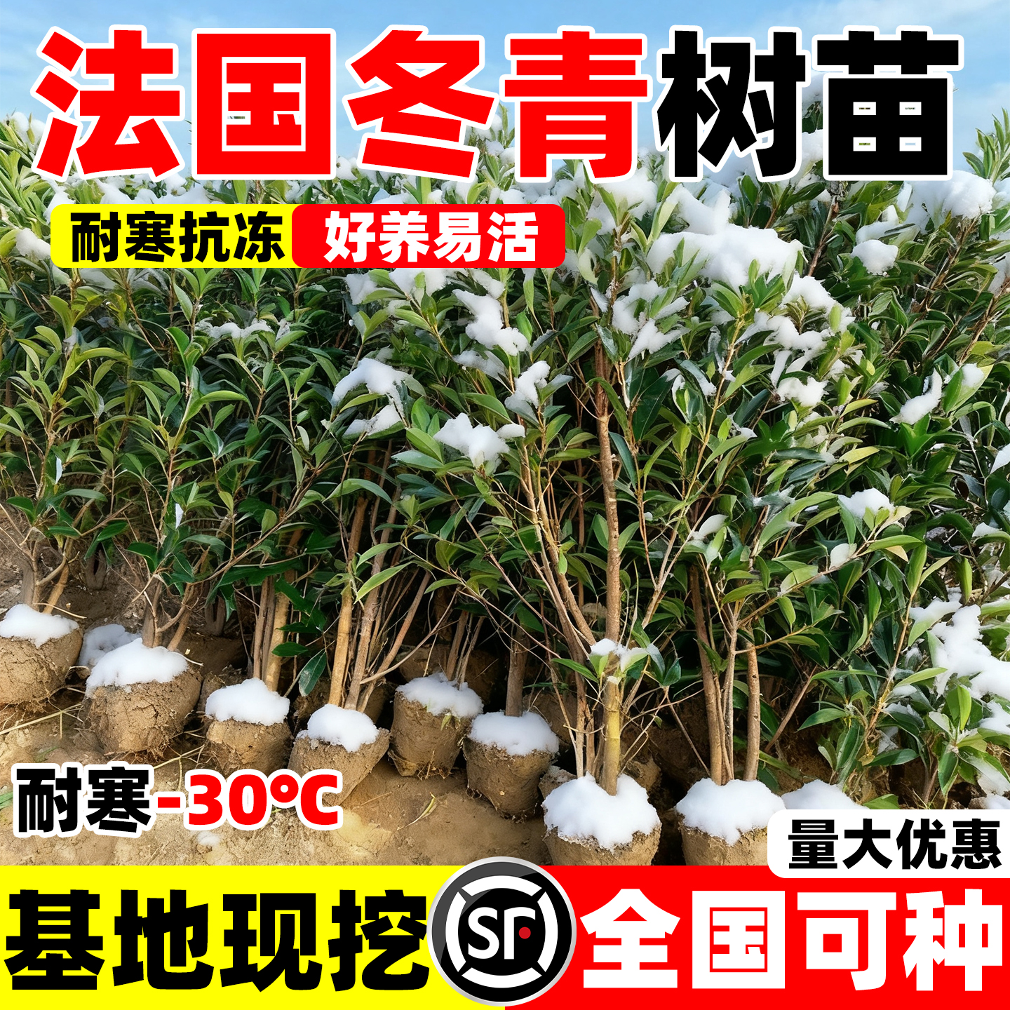 法国冬青树苗庭院耐寒四季常青