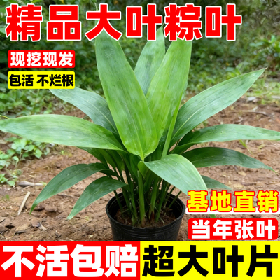 粽叶树苗庭院外四季种植易成活苗