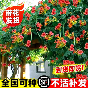 凌霄花带花苞炮仗花爬藤植物盆栽庭院爬墙特大号藤蔓四季花卉绿植