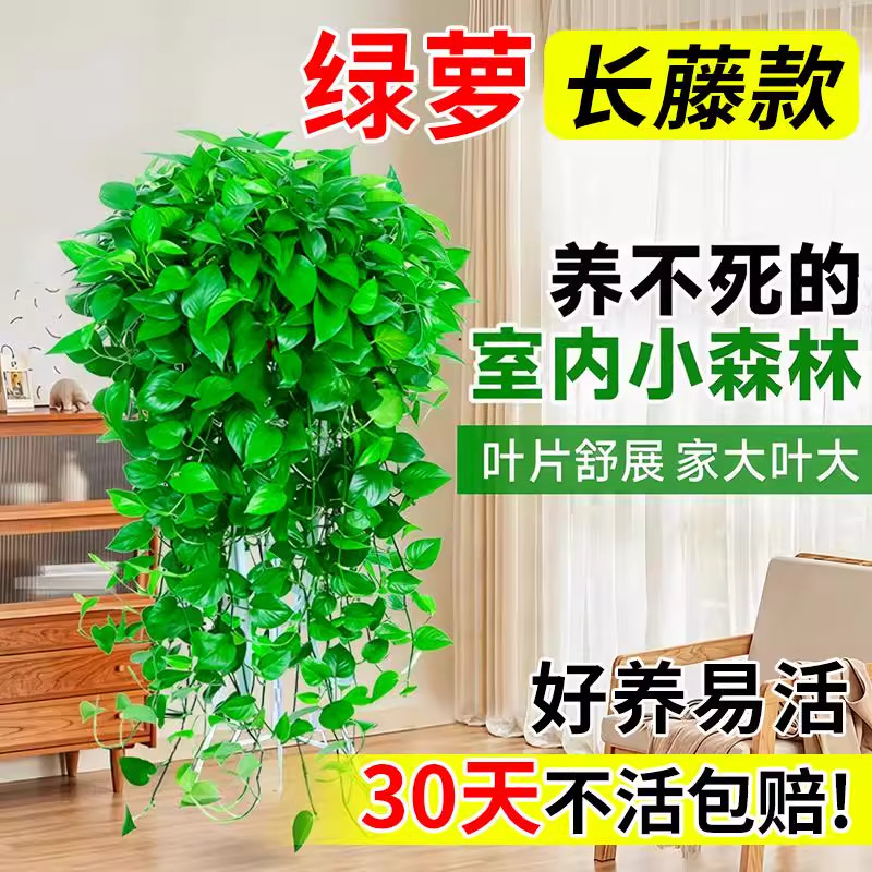 长藤款绿萝吊兰盆栽绿植室内去甲