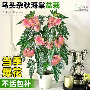 乌头杂秋海棠盆栽好养活四季种植鳟鱼福寿室内客厅桌面绿植物花卉