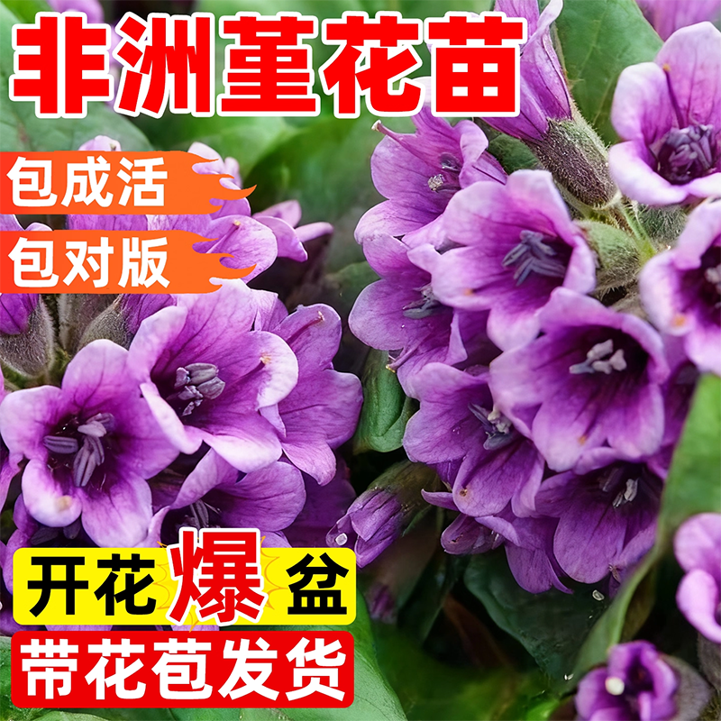 非洲堇花苗盆栽带花苞紫罗兰大花室内外阳台鲜花绿植多季开种植物