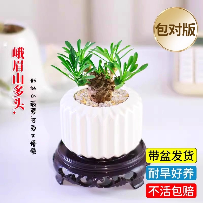 峨眉山多肉实生块根植物小菠萝凤