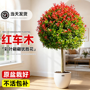 红车木盆栽四季好养活植物室内大型绿植鸿运当头彩叶红鳞蒲桃旺宅