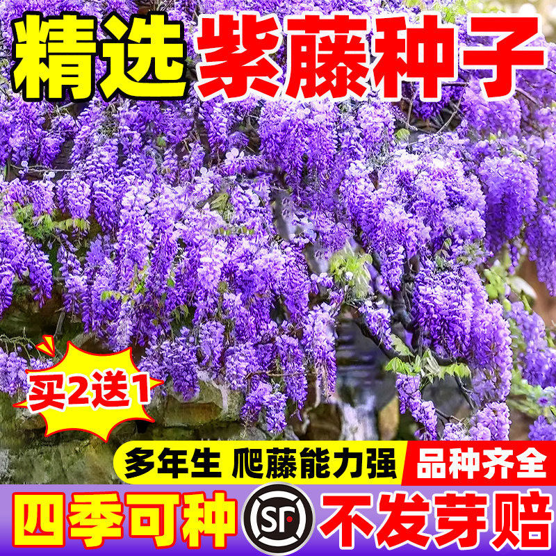 紫藤种子矮紫藤种籽四季可播重瓣紫藤花苗花卉种子爬藤植物花种孑