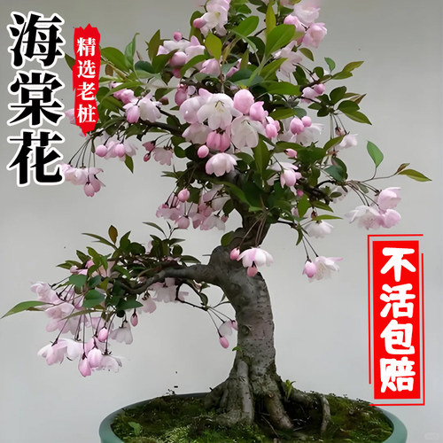 垂丝海棠花盆栽鲜开花树苗盆景