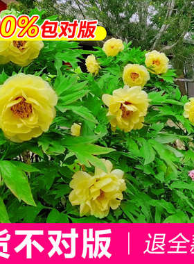 黄金牡丹花苗老桩独杆重瓣植物黄色品种稀有盆栽地栽阳台庭院花卉