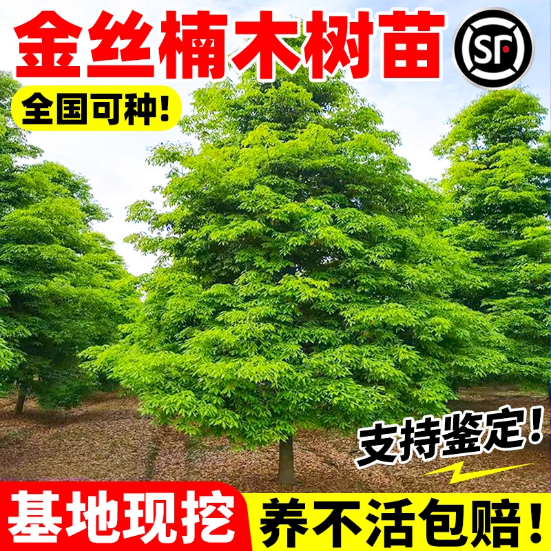 四川正宗金丝楠木树苗四季常青庭