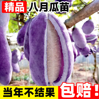 正宗无籽八月瓜树苗当年结果南北