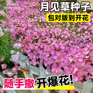 美丽月见草种子四季播种开花卉阳台庭院室外易活盆栽植物花种籽子