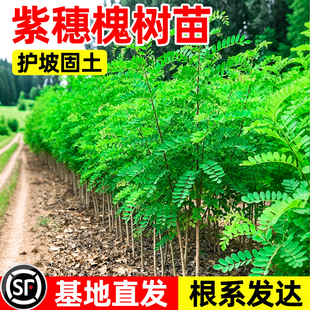 紫穗槐树苗防沙固沙护坡灌木国槐树苗刺槐树苗耐寒耐旱固土绿化苗