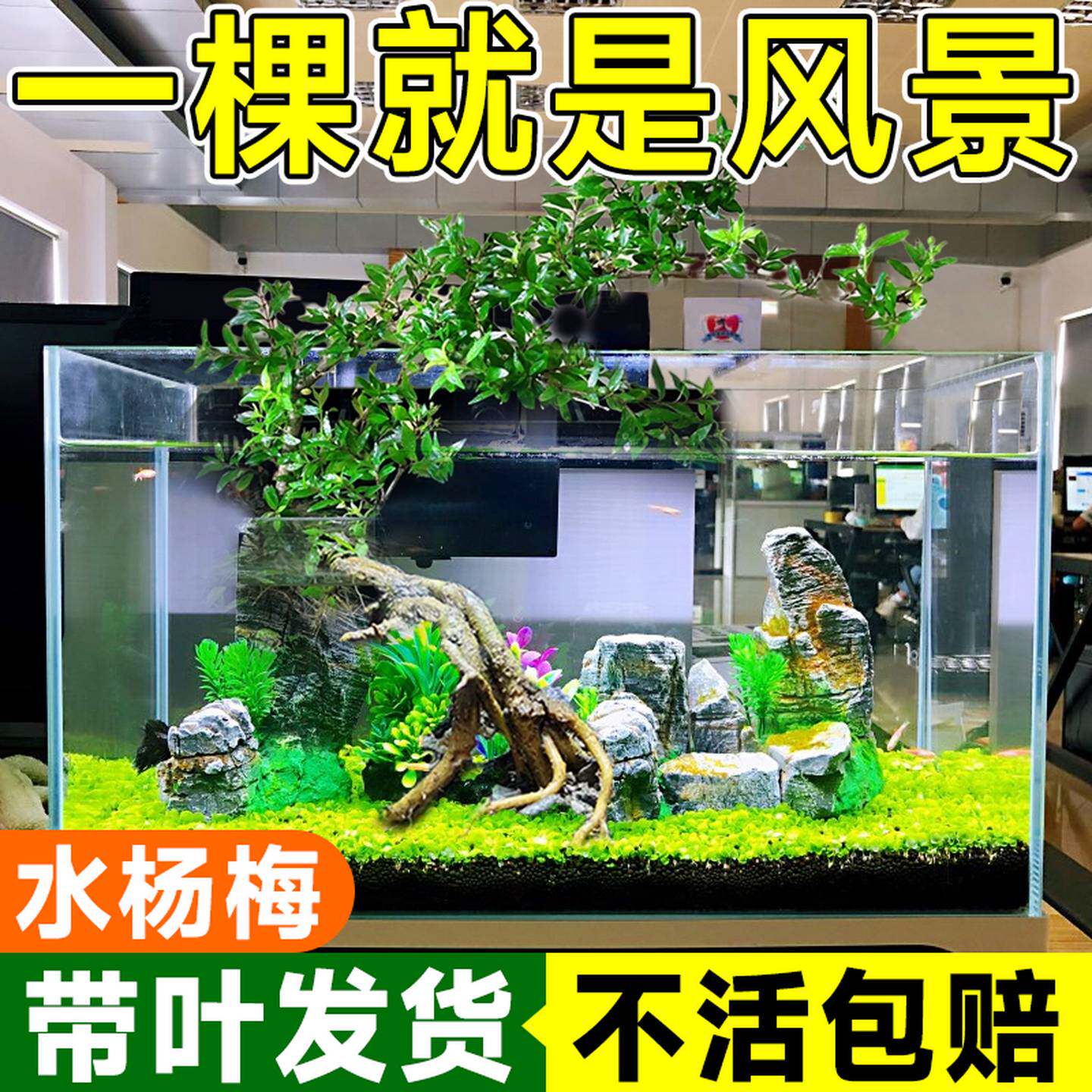 水杨梅鱼缸造景矮绿植盆景水杉挺水植物水培原生缸溪流缸飘枝老桩