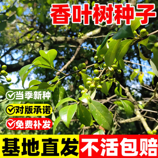 香叶树种子四季种植食用调料树种籽地中海月桂树庭院阳台林木种子