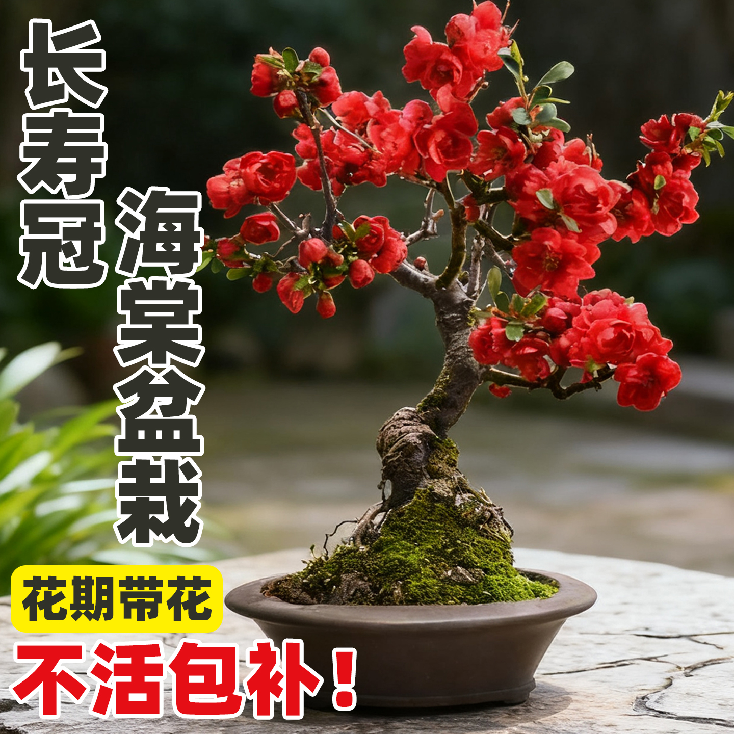 海棠花盆栽室外庭院植物好种植