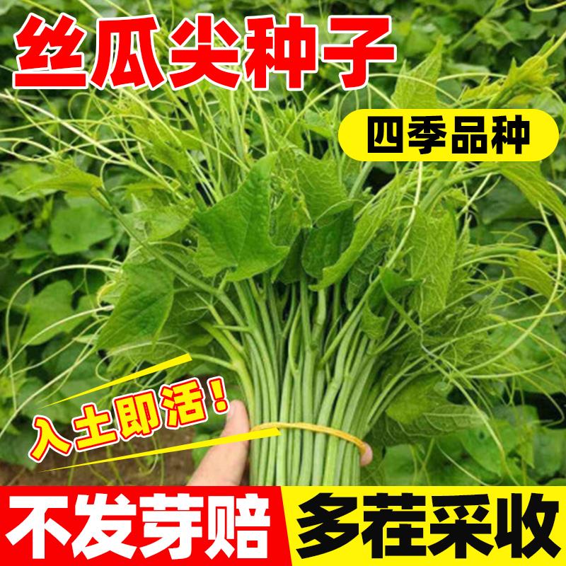 真好吃丝瓜尖种子种植包成活