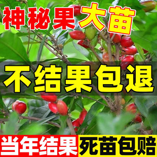 神秘果树苗盆栽地栽果酸变甜庭院室外南北方四季种植正宗神秘果苗