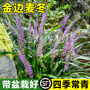 阔叶麦冬草山麦冬四季长青盆栽庭院花卉绿植草坪绿化植物玉龙草苗