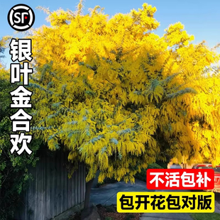 银叶金合欢树苗木花卉植物地栽盆栽珍珠名贵门前别墅庭院风景大树
