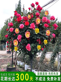 花卉植物玫瑰花树苗树状月季 树桩月季 棒棒糖庭院特大花苗浓香四季