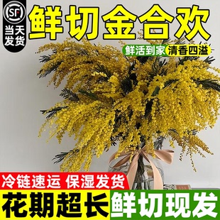 小众金合欢鲜切花云南昆明基地直发顺丰山货花材家用插花可做干花