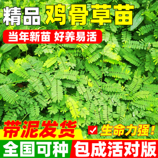广西鸡骨草正宗带土发货相思子草本中草药材绿植盆栽药材鸡骨草苗