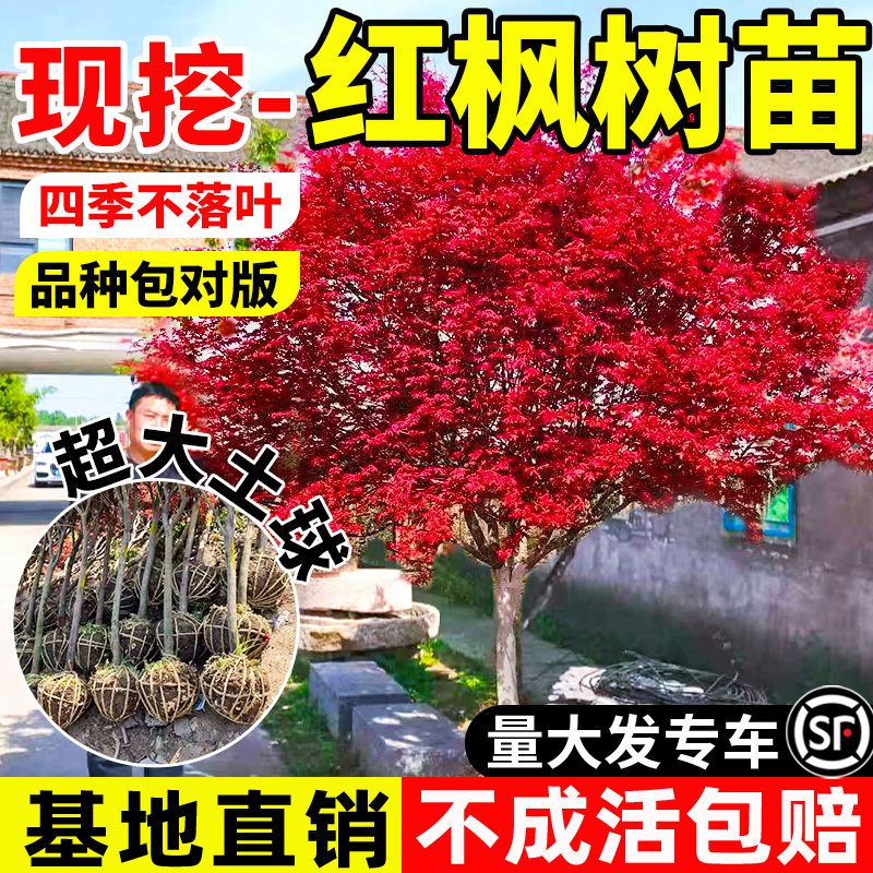 红枫树苗矮化庭院盆景老桩别墅
