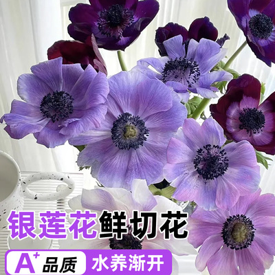 银莲花鲜花室内办公室花束云南