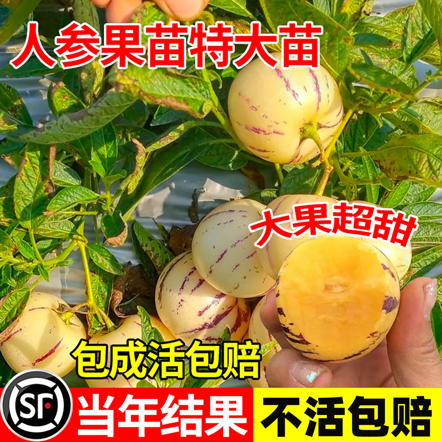 人参果苗北方种植庭院盆栽果树云南带果人生果苗秧苗当年结果大苗,鲜花速递/花卉仿真/绿植园艺,果树,淘宝优惠券,粉丝福利购,淘宝优惠卷