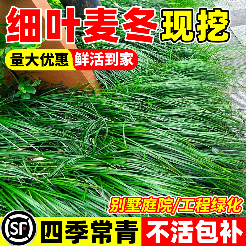 细叶麦冬草沿阶草耐寒长叶麦冬草
